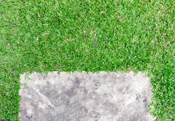 Understanding Tex Turf A Comprehensive Guide